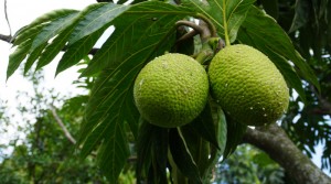 6 Manfaat Buah Sukun Bagi Kesehatan Tubuh