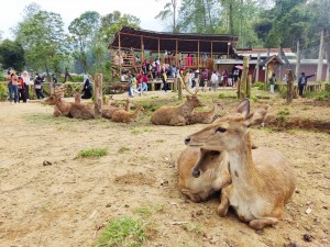Serasa di Puncak, Yuk Berlibur ke Penangkaran Rusa di Ciwidey