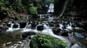 Menikmati Keindahan Agrowisata Budidaya Salak di Desa Wisata Pulesari