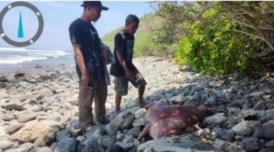 KKP Kubur Paus Sepanjang 4 Meter Terdampar Mati di Lombok Barat