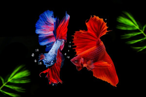 Dorong Pengembangan Budi Daya, IPB Datangkan 1.000 Ikan Hias