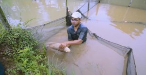 Prospek Bisnis Cerah Budidaya Gurami
