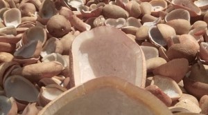 Kopra, Komoditas Andalan Masyarakat Maluku Utara