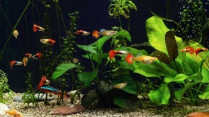 Tips Budidaya Ikan Guppy, Cara Merawat dan Pemilihan Indukan