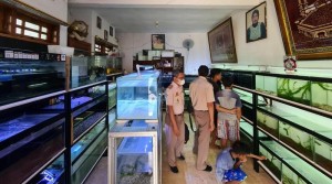 KKP Respons Keluhan Pelaku Usaha Ikan Hias di Medsos