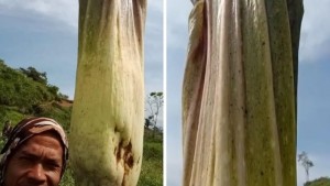 Bunga Bangkai Raksasa Tumbuh di Kebun Kopi Warga, Tinggi 3 Meter