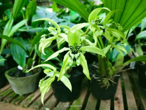 Kenali 4 Tanaman Endemik yang Terancam Punah di Indonesia