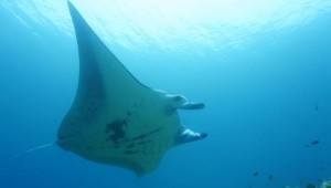 Ikan Pari Terbesar Ada di Raja Ampat, Dijumpai saat Snorkling