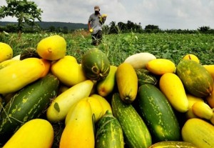 Menguntungkan, Timun Suri Primadona Petani Pekalongan saat Ramadhan