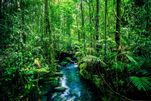 Masuk Musim Kemarau, BNPB Ingatkan Potensi Kebakaran Hutan