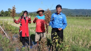 UGM Kembangkan Varietas Baru Kedelai Hitam
