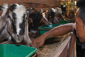 Harga Hewan Kurban Jelang Idul Adha Diperkirakan Naik