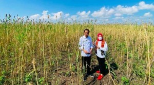 Pemerintah Kembangkan Potensi Tanaman Sorgum Sebagai Alternatif Bahan Pangan