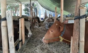 PMK Merajalela, Ini Tips Pilih Hewan Kurban Sehat Bebas PMK