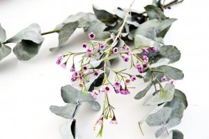 Mengenal Daun Eukaliptus, Aroma Jenazah Anak Ridwan Kamil