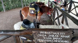 The Ranch Cisarua, Destinasi Wisata Berkuda di Puncak Bogor