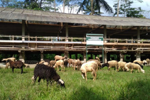 Tafsir Al Maidah Ayat 27: Allah Hanya Terima Kurban Orang yang Bertakwa