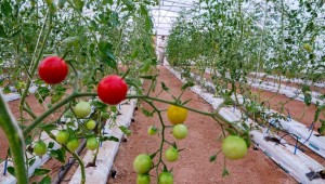 Ada Lahan Subur di Gersangnya Gurun Arab Saudi, Ini Lokasinya