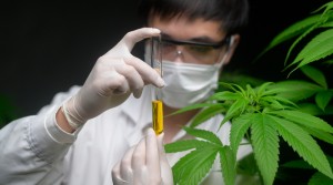 Anggota DPR: Wacana Ganja Medis Harus Disertai Kajian Komprehensif