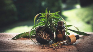 SA Institut: Legalisasi Ganja untuk Medis Memungkinkan, jika...