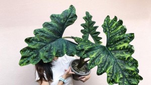 Bisnis Tanaman Hias Masih Laris, Begini Tips Kembangkan Usahanya