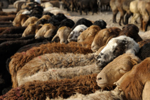 Mana Hewan Kurban Terbaik, Unta, Sapi atau Kambing? Ini Urutannya