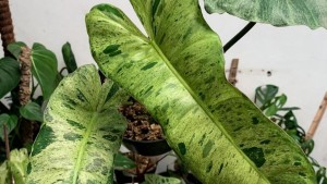 3 Jenis Tanaman Hias yang Diminati Tahun Ini, Harganya Jutaan