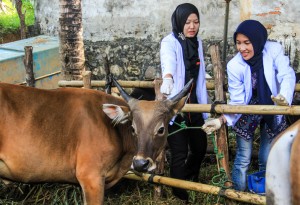 Dampak PMK ke Pedagang Hewan Kurban: Lalu Lintas Hewan Makin Ribet