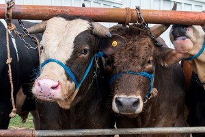 Doa Menyembelih Hewan Kurban untuk Diri Sendiri dan Orang Lain