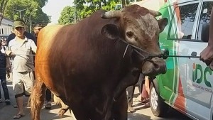 Masjid Agung Al Barkah Bekasi Sembelih 15 Kambing dan 8 Sapi