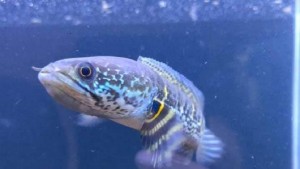 Pasaran Channa Jatuh, Ini Harga Ikan Hias Predator Lainnya