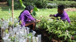 Argo Eduwisata Cibubur Siapkan 5.000 Bibit Tanaman Alpukat Cipedak
