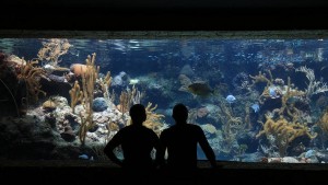 Konsep Aquarium Hias, Bikin Ruang Tamu Lebih Hidup