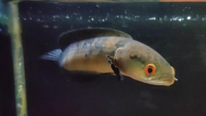 Siasat Berbisnis Ikan Hias agar Harga Pasar Tetap Stabil