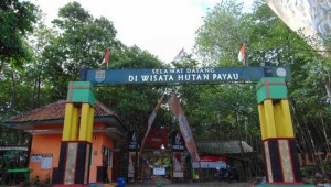 Menyusuri Keindahan Hutan Payau, Objek Wisata Pohon Bakau di Cilacap
