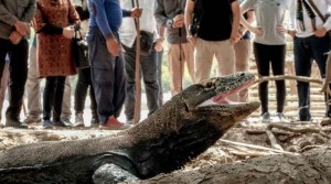 Tiket TNK Rp3,75 Juta, Sandiaga: Di Pulau Rinca Komodonya Sama