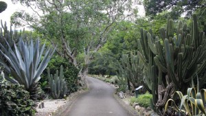Wisata ke Taman Meksiko, Spot Menarik bagi Pecinta Tanaman Hias