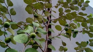 Hias Rumah dengan Pohon Bidara, Bisa untuk Tangkal Gangguan Setan