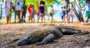 Harga Tiket Pulau Komodo Naik, 10.000 Wisatawan Batal ke Labuan Bajo