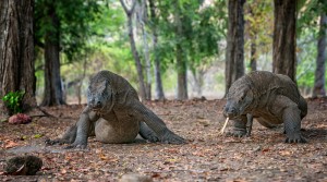 DPR Minta Kenaikan Tarif TN Komodo Ditunda, Singgung Pembangunan DSP