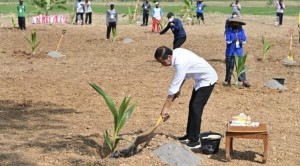 Jokowi Dorong Pemanfaatan Lahan Pekarangan untuk Tanaman Pangan
