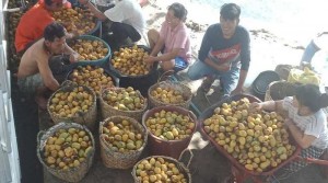 Ratnauli Gultom, Ceritakan Pengalamannya Hidup Tanpa Uang Lewat Ecovillage