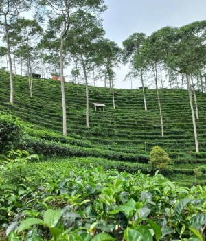Hamparan Hijau Kebun Teh Kemadon, Tawarkan Wisata Alam dan Edukasi
