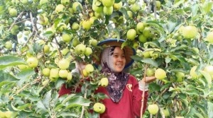 Desa Wisata Tulungrejo, Miliki Kebun Apel Terluas di Asia Tenggara