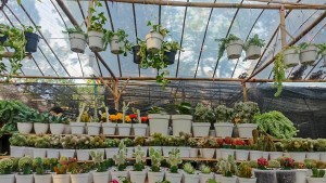 Tanaman Hias Kaktus Bisa Membuat Ruangan Rumah Lebih Indah