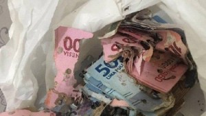 Tabungan Haji Rusak Dimakan Rayap, Ini Tips Aman Simpan Uang