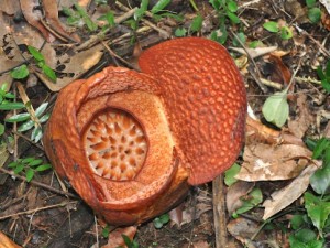 Pertama di Dunia, Rafflesia Arnoldi Mekar di Luar Habitat di Kebun Raya Bogor