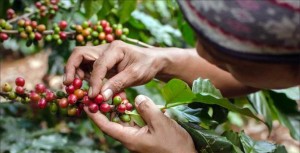 Prospek Bisnis komoditas Kopi di Kabupaten Pasuruan Semakin Menjanjikan