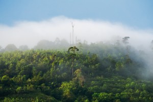 RI Berpotensi Raup Rp8.475 T dari Pasar Karbon, Celios: Perlu Regulasi Spesifik