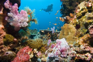 Mengeksplor 5 Potensi Spot Wisata Selam di Indonesia